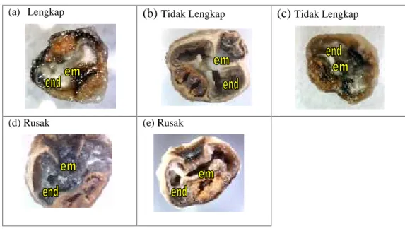 Gambar 2 Kategori anatomi biji pisang klutuk (Musa balbisiana Colla.)