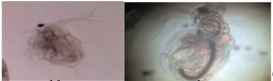 Gambar 1.   Isi  usus  Daphnia  spp.  sebelum  dan  sesudah pengkayaan 