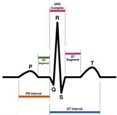 Gambar 5: Elektrokardiogram normal (Mark; 1998) 