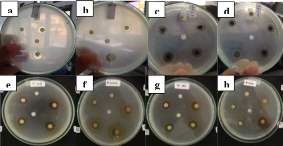 Gambar 1. Uji antibakteri ekstrak dan fraksi daun pacar terhadap bakteri S.aureus dan P.aeruginosa