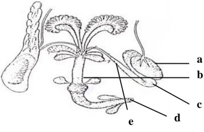 Gambar 1. Sistem Reproduksi Mencit Jantan (Mus musculus L.)  (Sumber : Setyadi, 2006)  Keterangan :  a  : Testis  b  : Ureter  c  : Epididimis  d  : Penis  e  : Vas deferens  3