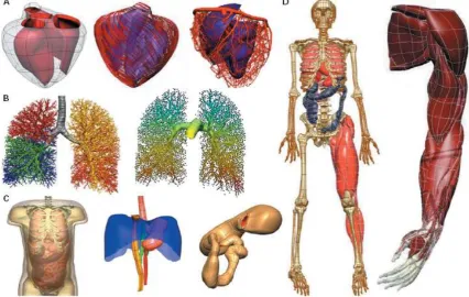 Gambar 2 : Anatomi level organ dengan metode elemen hingga (Hunter, Nielsen; 2005)  A