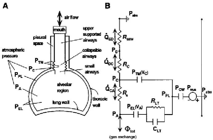 Gambar 10 : Skema model pulmonar (Lu, et.al; 2001)          (a) skema model pulmonar, (b) diagram ekuivalensi sirkuit pneumatik 