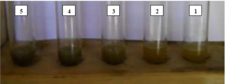 Gambar 6. Kadar Hambat Minimum (KHM) ekstrak etanolik herba pegagan.  