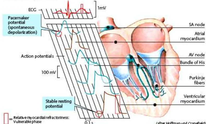 Gambar 2: Pembangkitan listrik jantung (Despopoulos, Silbernagl; 2003) 