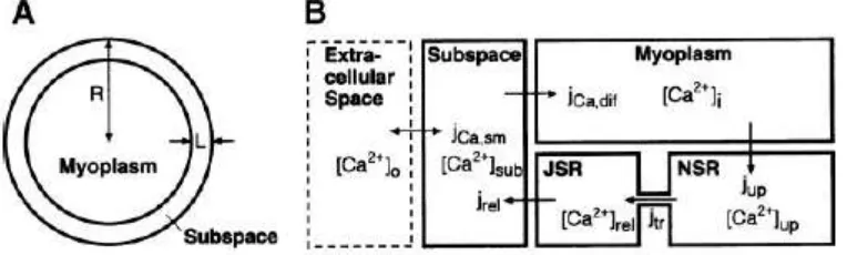 Gambar 4:  Diagram skematik sel pacemaker primer. A) diagram lintang sel model, B) ruang-ruang intraseluler untuk arus Ca2+