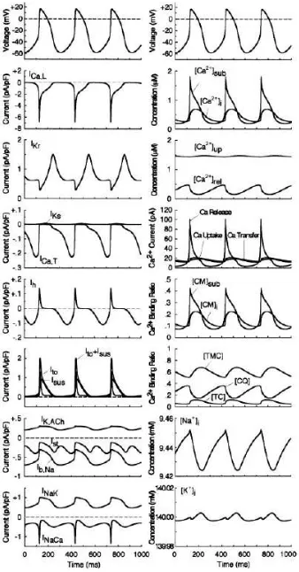Gambar 5:  Karakteristik model yang menunjukkan potensial aksi pacemaker spontan. Kiri: aktivi-tas arus ionik transmembran, Kanan: dinamika Ca2+ intraseluler, dalam kondisi stabil (Yasutaka et.al.; 2002)
