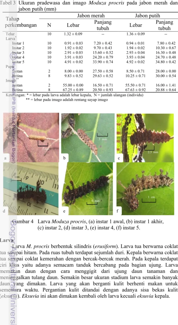 Gambar 4   Larva Moduza procris, (a) instar 1 awal, (b) instar 1 akhir,   (c) instar 2, (d) instar 3, (e) instar 4, (f) instar 5