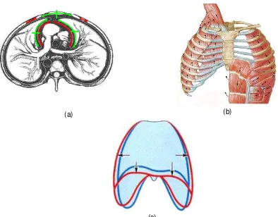 Gambar 1:  Hubungan fungsional vibrasi kardiorespirasi, (diadaptasi dari Weinhaus., 2004), a) arah (c) sumber gerakan (panah merah) dan osilasi pada rongga torak (panah hijau), b) arah gerak otot pernafasan pada kondisi inspirasi dan ekspirasi, c) perubaha