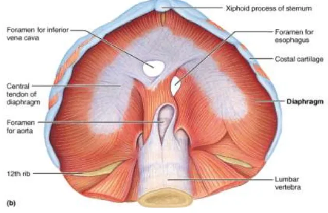 Gambar 6: Anatomi diafragma (Cummings, 2001) 