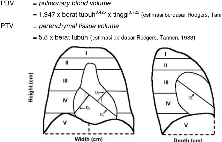 Gambar 7:  Pembagian seksi gambar radiografis untuk pengukuran volumetrik rongga dada dari sisi posteroanterior dan lateral (Olson et.al., 2006) 