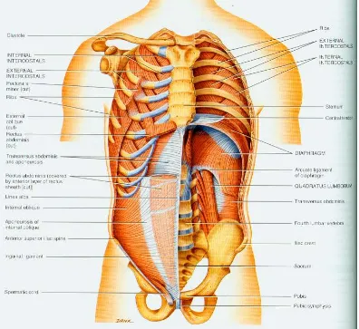 Gambar 9:  Otot-otot yang digunakan dalam sistem pernafasan pada tubuh lelaki dewasa. Lubang-lubang pada diafragma menjadi jalan untuk aorta, esofagus dan inferior vena cava (Tortora, 2005) 