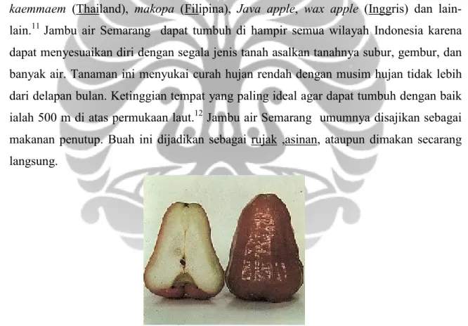 Gambar 2.1 Jambu air Semarang  12