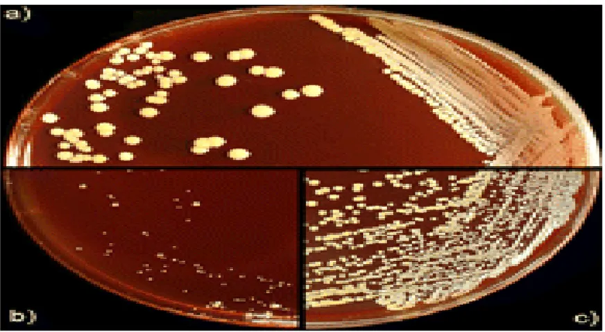 Gambar 1. Bakteri Staphylococcus aureus                              (sumber: Latimer et al., ( 2012) ) 