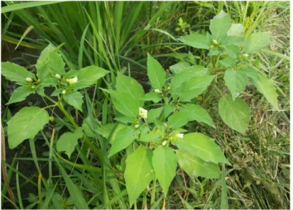 Gambar 2. Ciplukan (Physalis angulata L.)  (sumber: koleksi pribadi) 