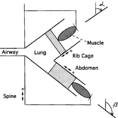 Gambar 7: Model sistem respirasi dibawah pembebanan percepatan aksial (Loring et.al., 2001)