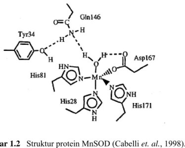 Gambar 1.2   Struktur protein MnSOD (Cabelli et. al., 1998). 