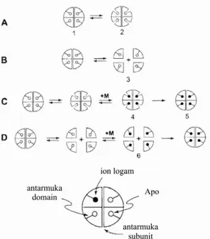 Gambar 1.4   Hipotesis mekanisme konjugasi logam pada MnSOD. Pada (A) terjadi  proses pembukaan domain, sedangkan proses yang terjadi pada (B)  pemisahan subunit