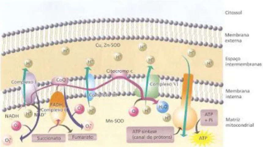 Gambar 4. SOD pada lapisan membran mitokondria (sumber: 