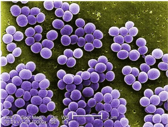 Gambar 1. Staphylococcus aureus bawah mikroskop elektron (cdc.gov)