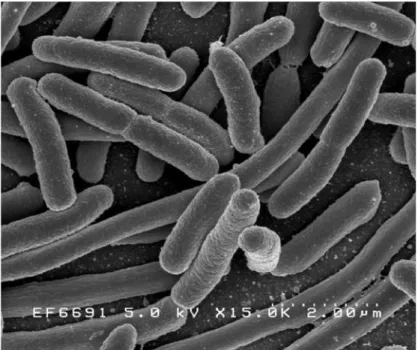 Gambar 2. Escherichia coli (cdc.gov)