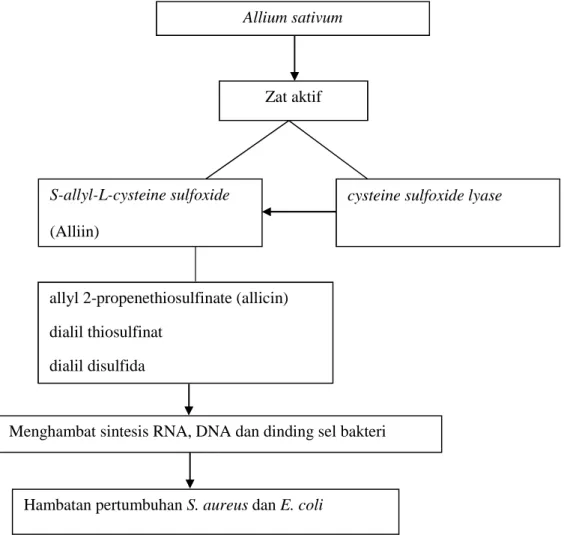 Gambar 4. Kerangka teori keterangan: = mempengaruhi = terdiri dari Allium sativumZat aktifS-allyl-L-cysteine sulfoxide(Alliin)