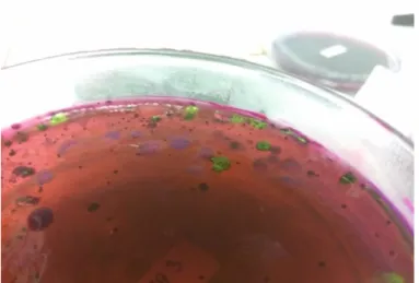 Tabel 2. Hasil pengamatan jumlah cemaran  E. coli  