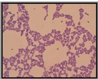 Gambar 3. Morfologi sel bakteri terduga Staphylococcus aureus 