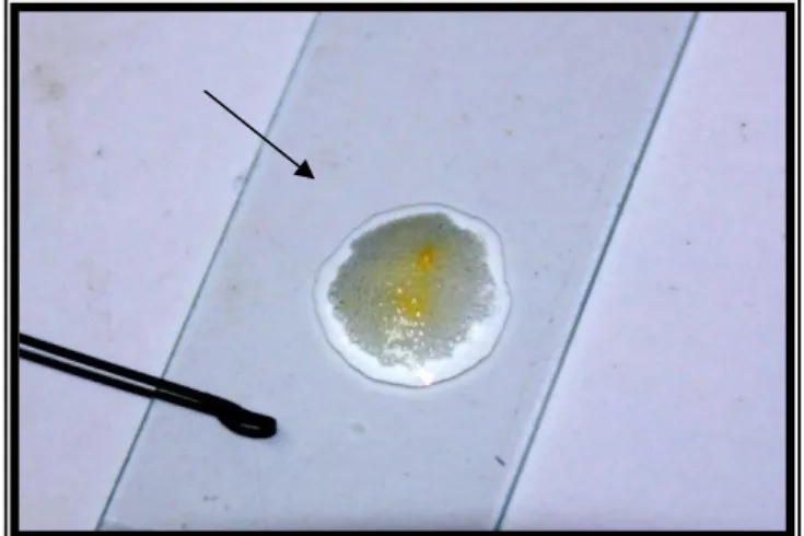 Tabel  6.  Hasil  uji  katalase  dan  uji  koagulase  8  isolat  Staphylococcus  aureus  asal  luka         anjing 