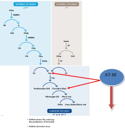 Gambar2.2.1 Escobar CE, et al., Introduction to hemostasis. In: Harmening DM, ed. Clinical 