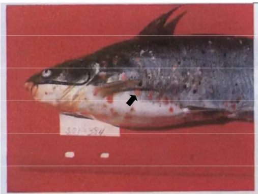 Gambar 2.  Ptekhie hemoragik (tanda panah) pada permukaan tubuh channel  catfish  (Ictalurus punctatus) yang terinfeksi E