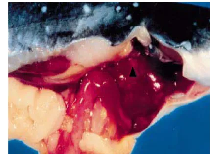 Gambar 3.  Hati channel catfish yang terinfeksi E. ictaluri nampak warna belang  putih (tanda kepala anak panah) (Sumber : Hawke et al