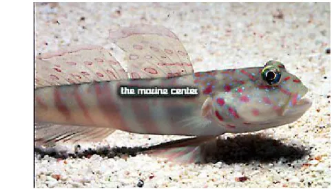 Gambar 1   Ikan Bunglon Batik Jepara (Cryptocentrus leptocephalus) (Sumber :  The Marine Center 2009)
