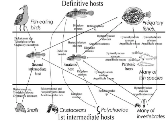 Gambar  3  Peranan  ikan  goby  dalam  sistem  parasitik  di  Teluk  Gdańsk  (Sumber  :   Kvach dan Skóra 2006)