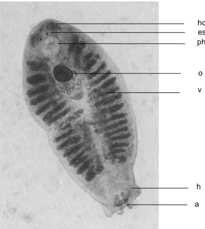 Gambar 4  Pseudempleurosoma    sp.  Keterangan  gambar  :  ho-head  organ;  es- es-eyes spot; ph-pharinx; o-ovary; v-vitellaria; h-haptor; a-anchor