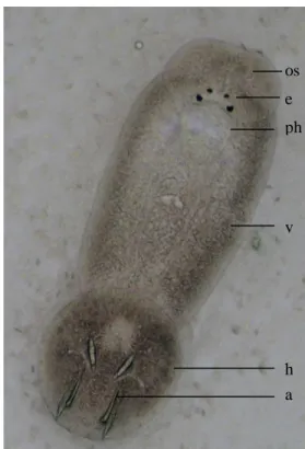Gambar 5    Benedenia  sp. Keterangan gambar : os-oral sucker; e-eyes spot; ph- ph-pharinx; v-vitellaria; h-haptor; a-anchor