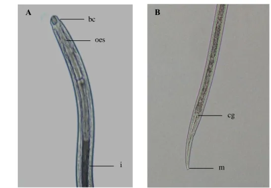 Gambar 8    Procamallanus  sp.  Keterangan  gambar  :  (A)  Bagian  anterior  :  bc- bc-buccal capsul; oes-oesophagus; i-intestine