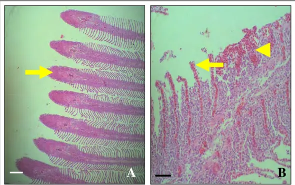 Gambar 2 Penebalan lamela primer (Panah A). Pembendungan (Panah B). Perdarahan,  proliferasi sel lamela sekunder dan fusi lamela sekunder (Kepala panah B)