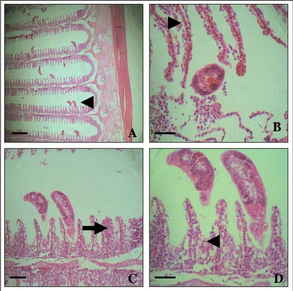 Gambar 6 Beberapa parasit cacing (Kepala panah A). Edema dan desquamasi epitel  lamela sekunder (Kepala panah B)