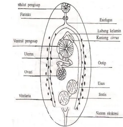 Gambar 10  Anatomi dan Morfologi Digenea (Ghufran &amp; Kordi 2004) 