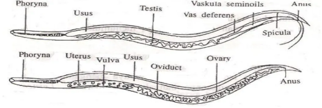 Gambar 12  Anatomi dan Morfologi Nematoda (Ghufran &amp; Kordi 2004) 