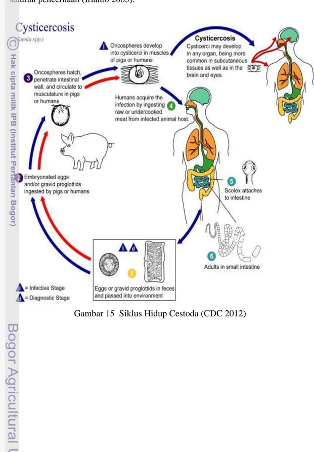 Gambar 15  Siklus Hidup Cestoda (CDC 2012) 