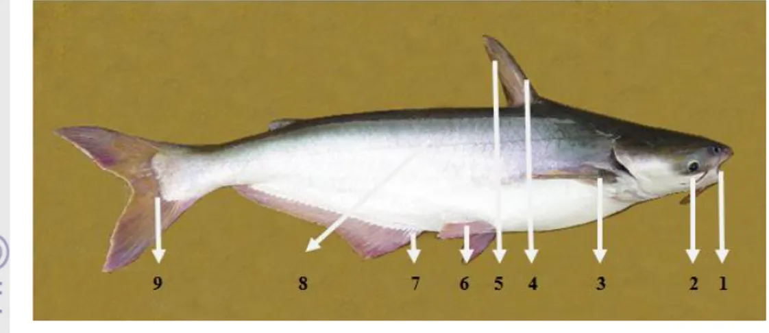 Gambar 1  Anatomi Ikan Patin (Pangasius sp.) (Hamilton 1822) 