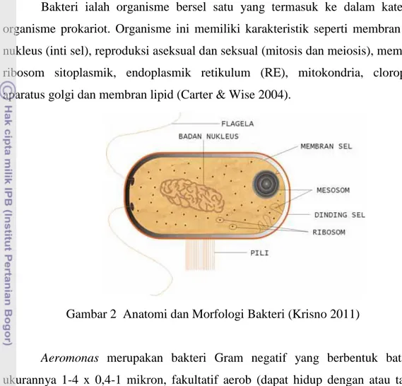 Gambar 2  Anatomi dan Morfologi Bakteri (Krisno 2011) 