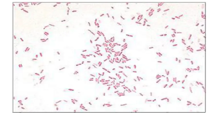 Gambar 3  Bakteri Aeromonas hydrophilia (Anonim 2012) 