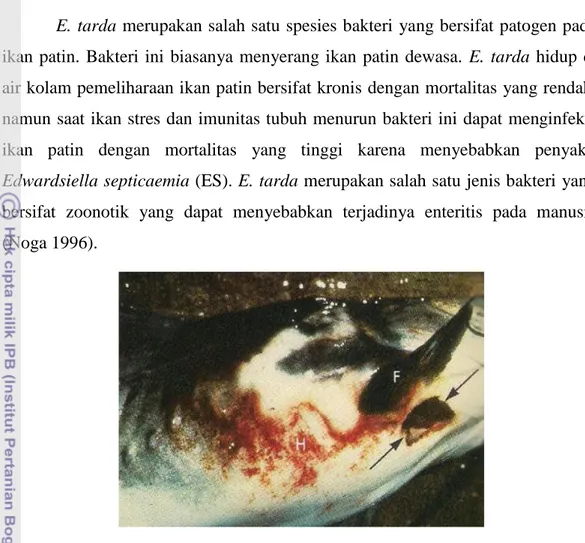 Gambar 5  Infeksi Edwardsiella tarda pada kulit ikan patin (Noga 1996) 
