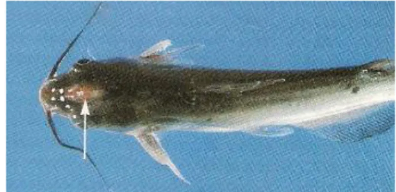 Gambar 6  Infeksi Edwarsiella ictaluri  pada kulit ikan patin (Noga 1996) 