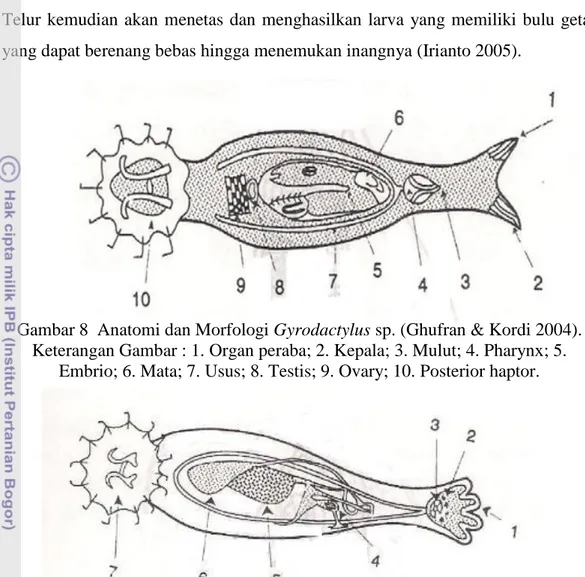 Gambar 8  Anatomi dan Morfologi Gyrodactylus sp. (Ghufran &amp; Kordi 2004). 