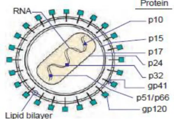 Gambar 1. Struktur virus HIV 11    