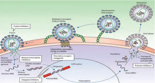 Gambar 2. Siklus virus HIV 11 